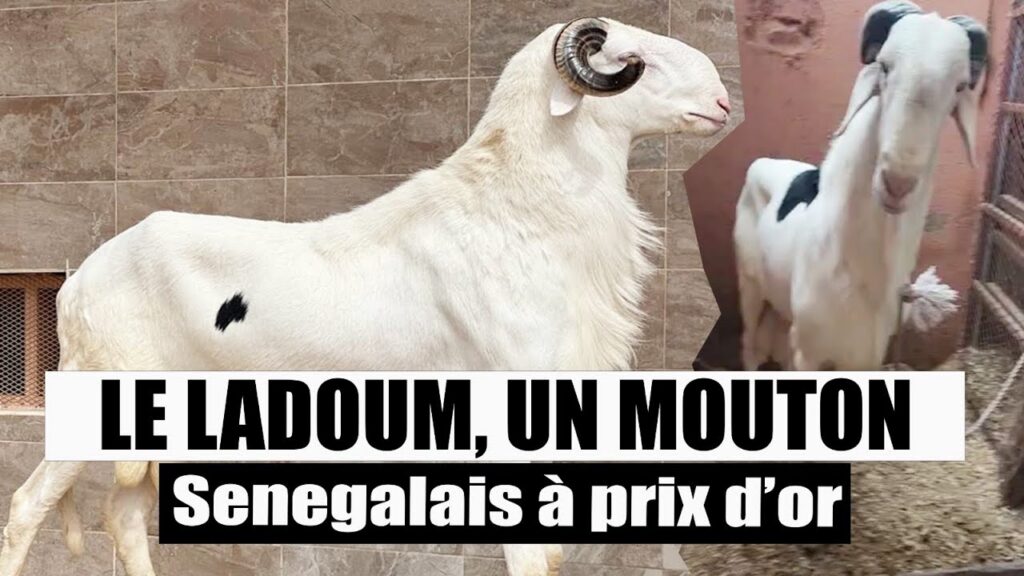 ladoum un mouton a prix d'or - sn2i