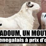ladoum un mouton a prix d'or - sn2i
